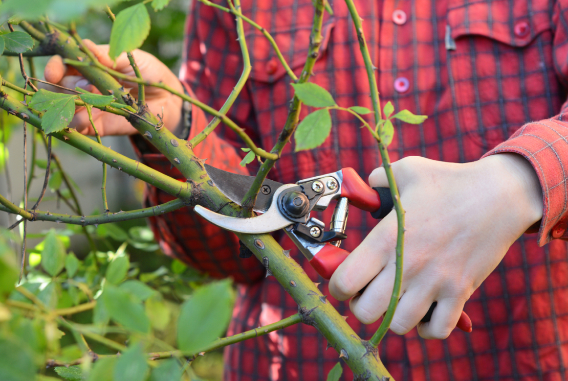 Gartenschere mit Bypass-Schneide
