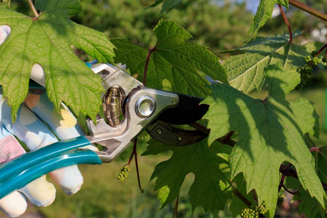 Gefüllte Weinblätter: Verwendung nach dem Rebenschnitt | GartenFlora