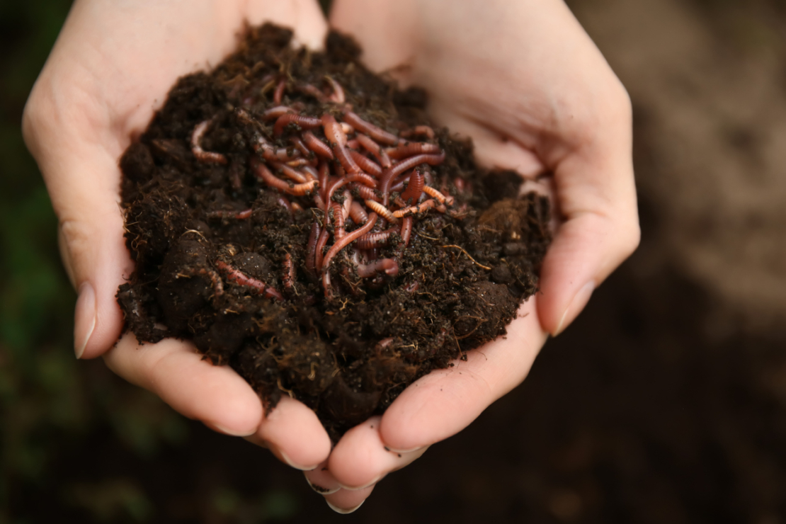 Wurmhumus Biodünger