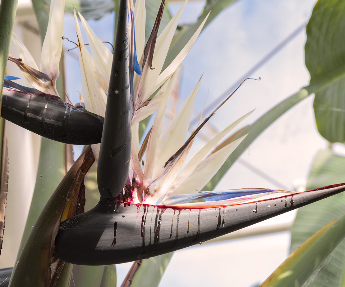 Baumstrelitzie Blüte Foto: AdobeStock_Rob Lavers LRPS