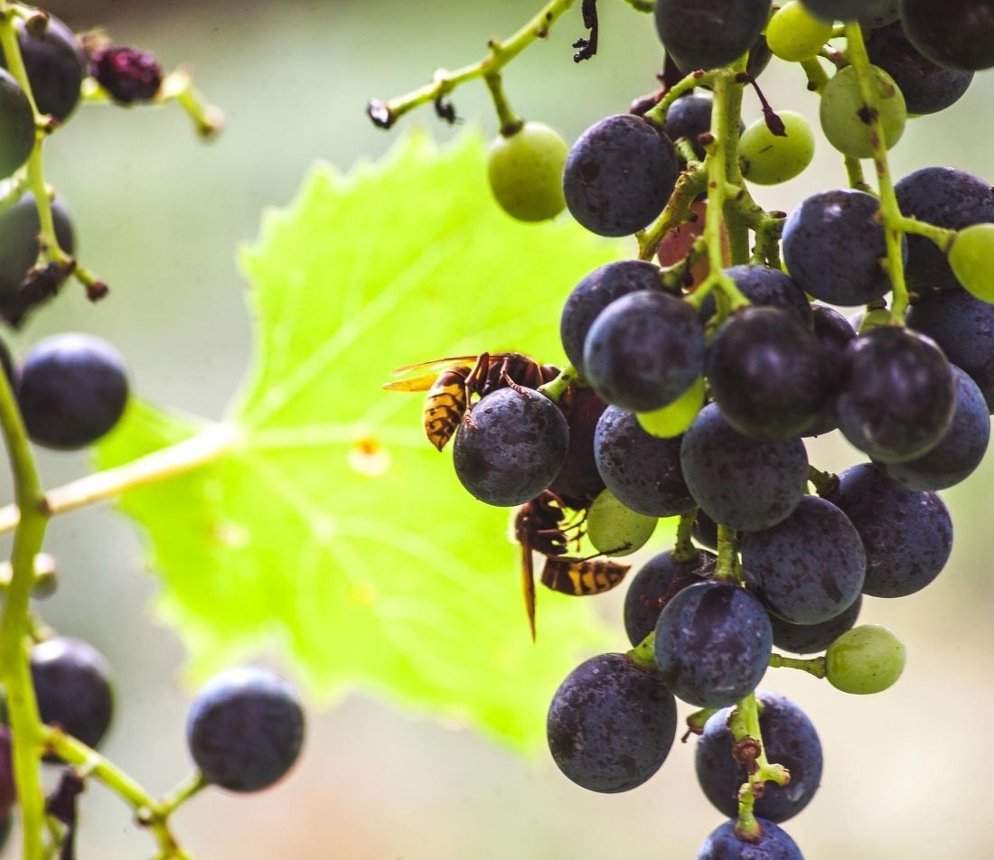 Beeren Erntezeit Foto: AdobeStock_Paolagio81  