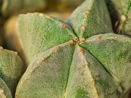 Bischofsmütze Foto: AdobeStock_IKvyatkovskaya