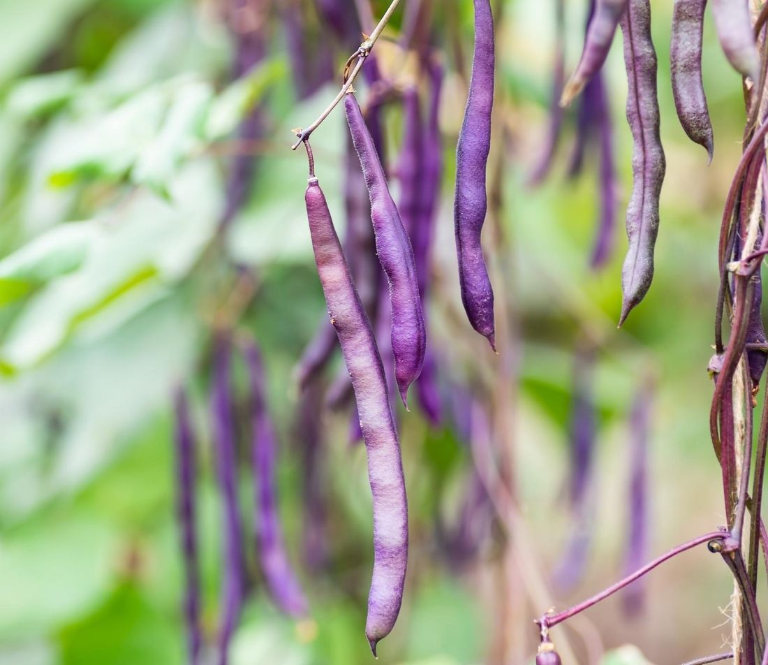 Bohnenernte Foto: AdobeStock_Nungning20  