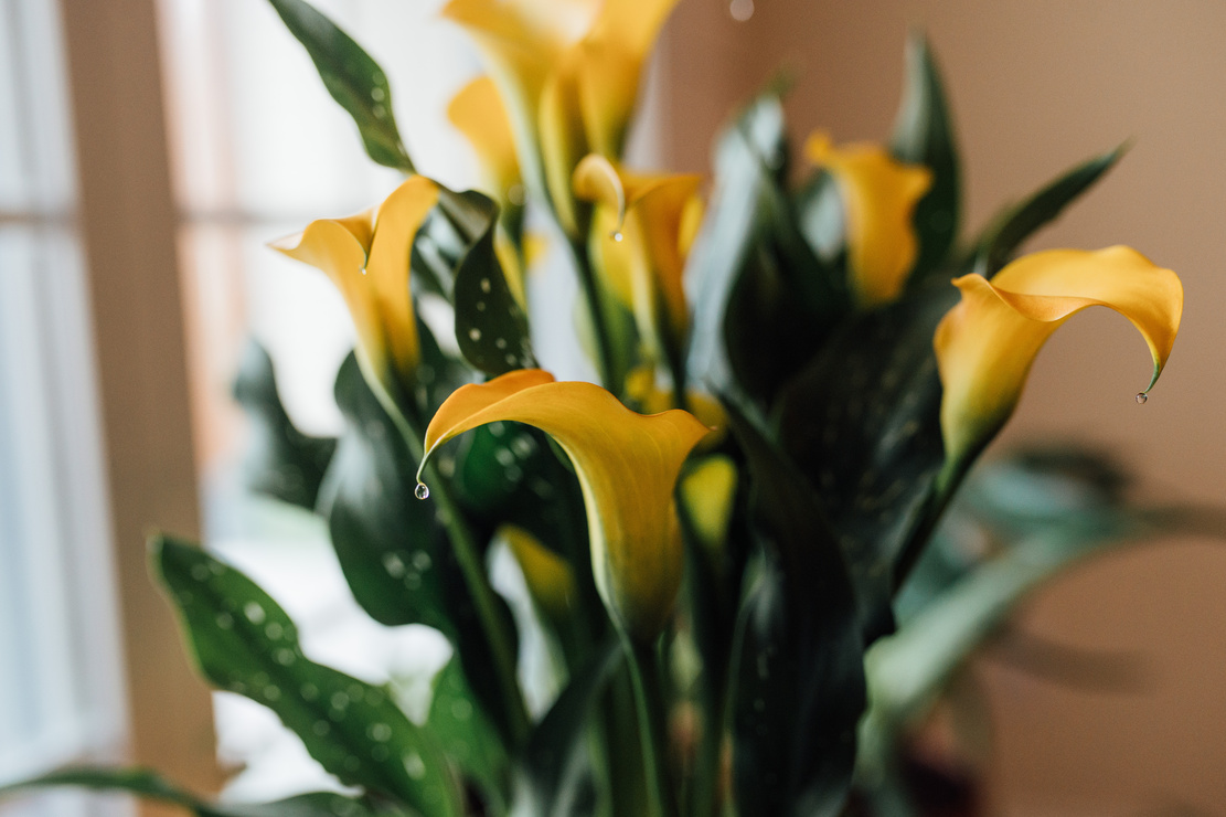 Gelbblühende Calla vor Fenster. Foto: AdobeStock_Cavan