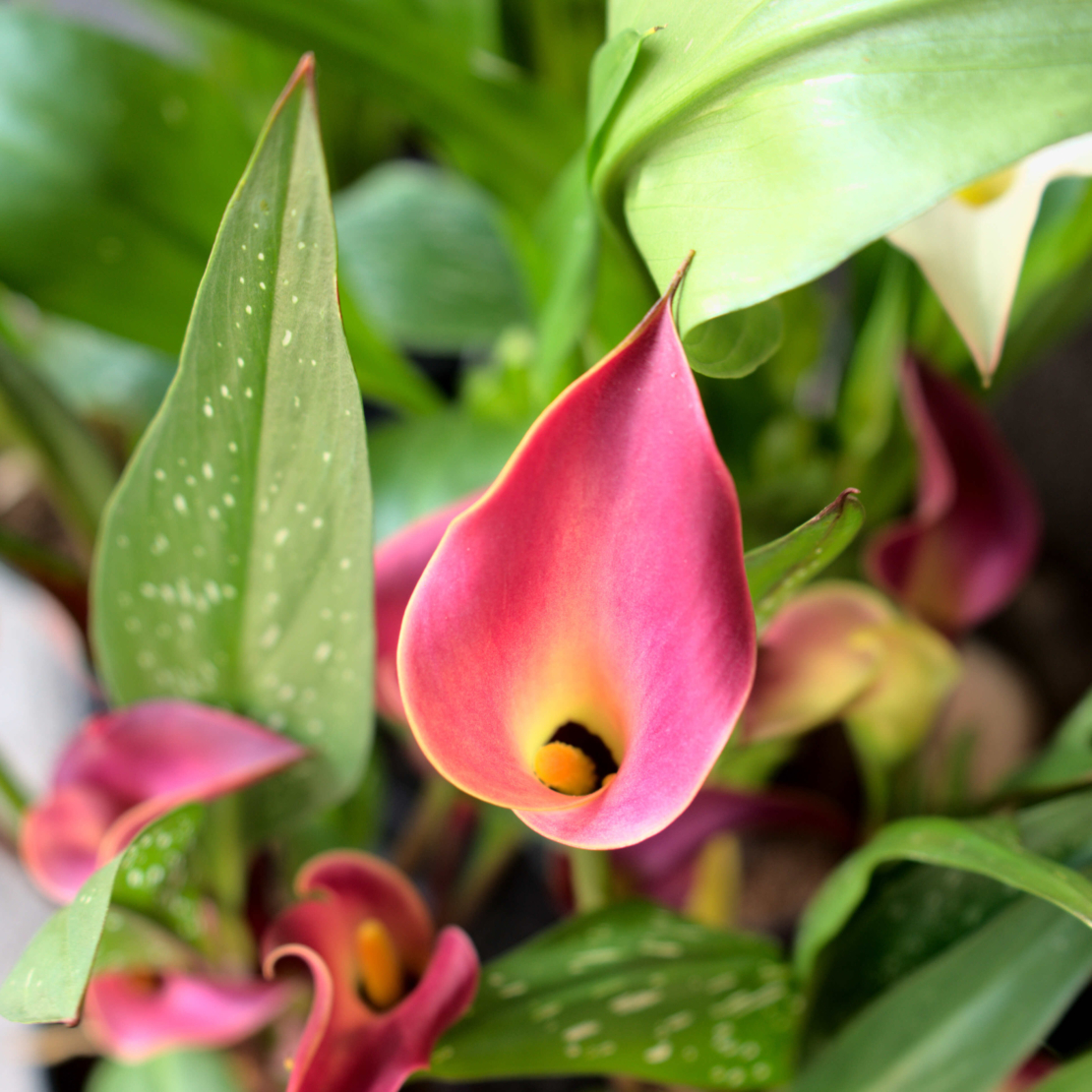 Pinke Calla-Blüte mit gelber Mitte. Foto: AdobeStock_Olivia