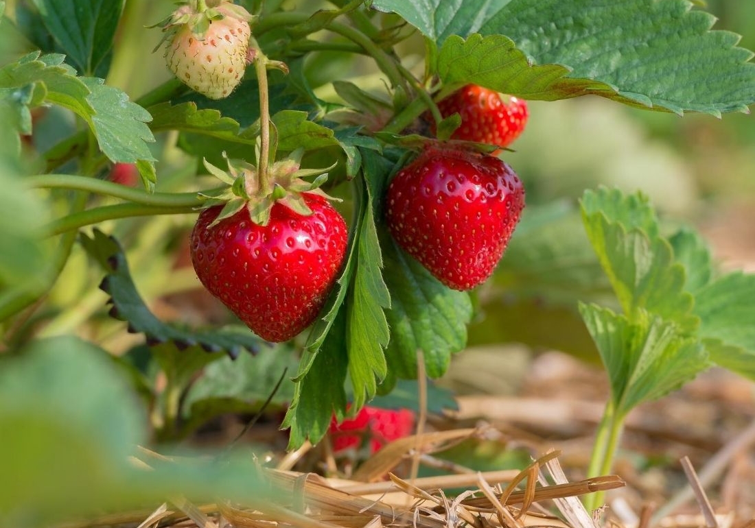 Reife Erdbeeren an Pflanze [Foto: AdobeStock_mirkograul]