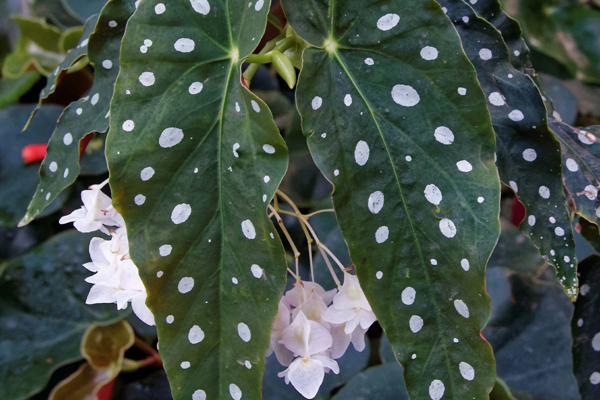 Blätter und Blüte einer Forellenbegonie [Foto: AdobeStock_Heitipaves]