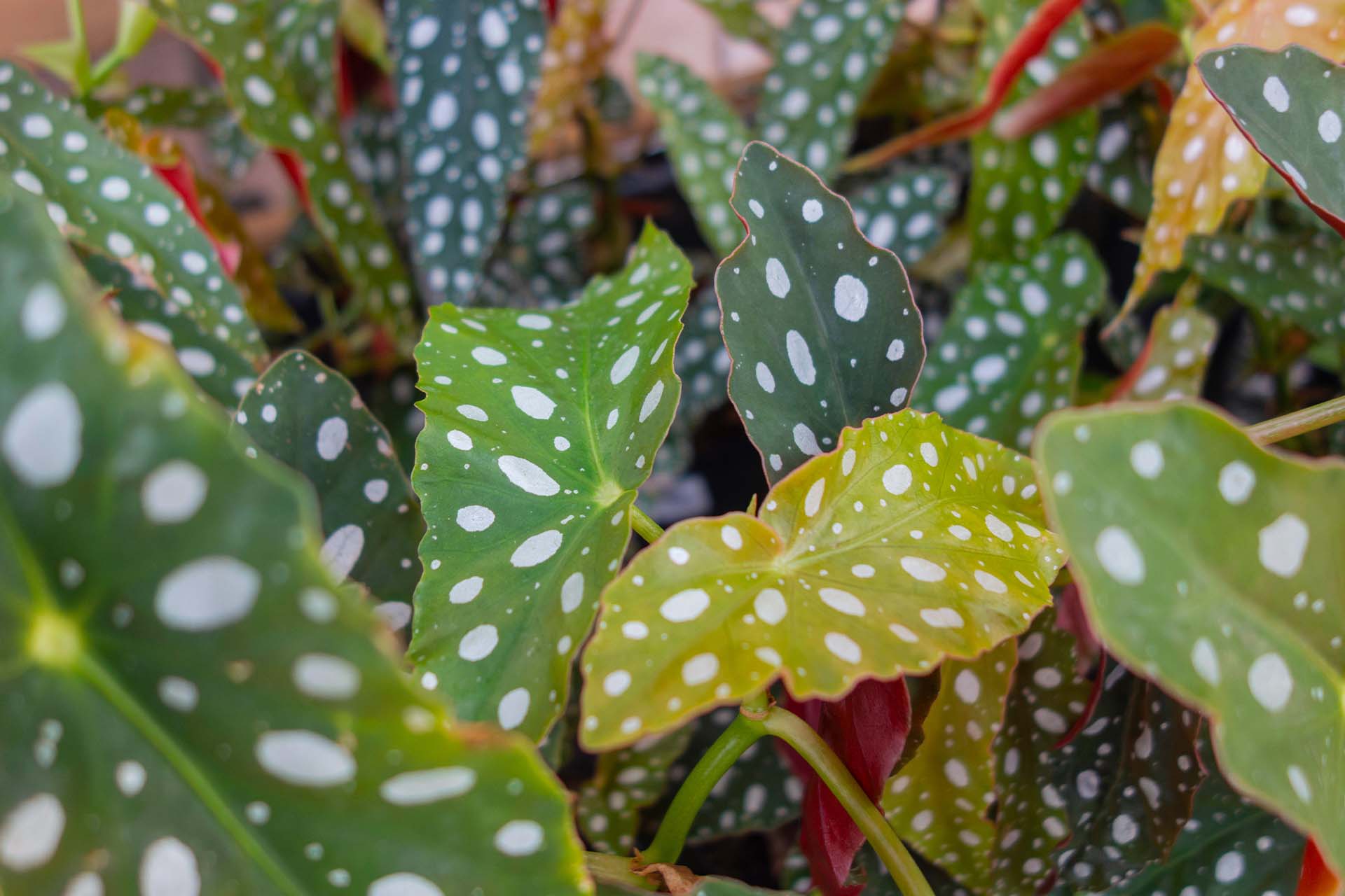 Forellenbegonie: Pflege der Blattschmuckpflanze | GartenFlora