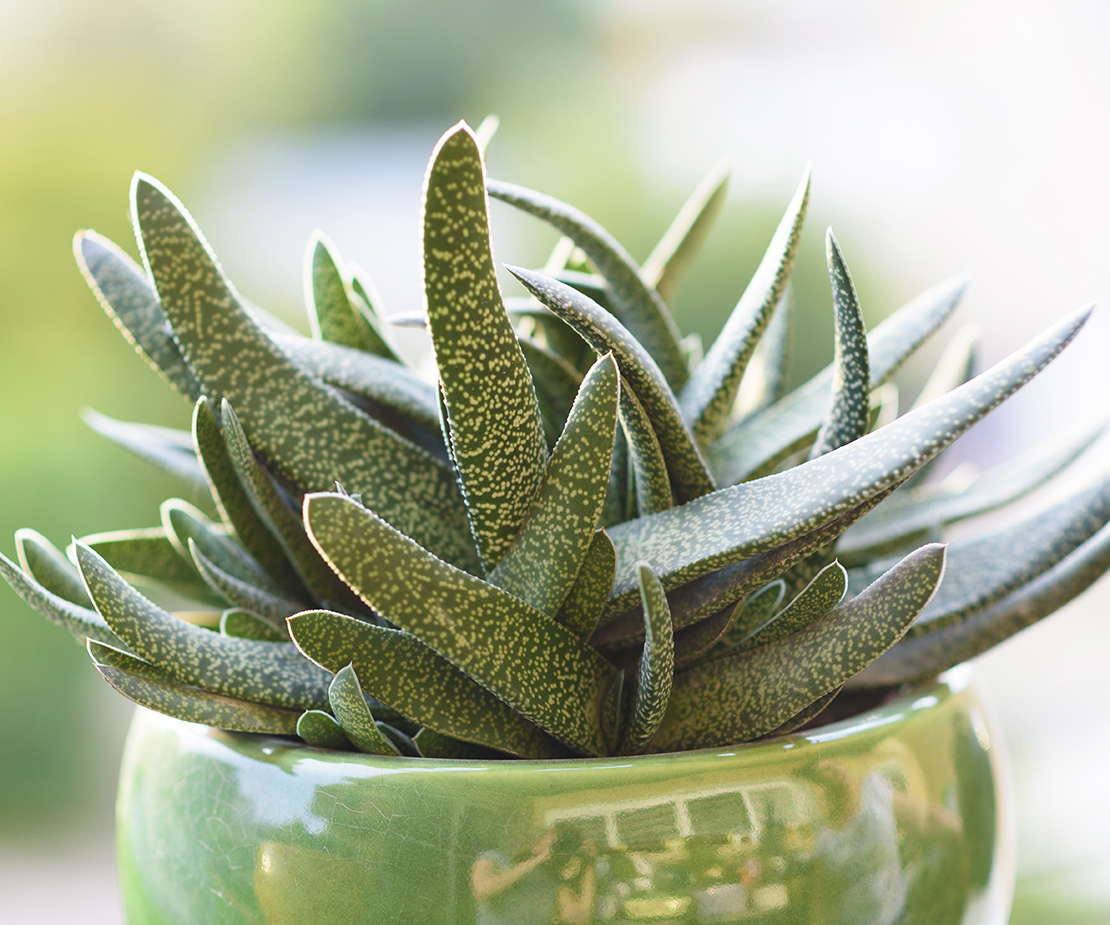 Gasteria Foto: AdobeStock_Inna