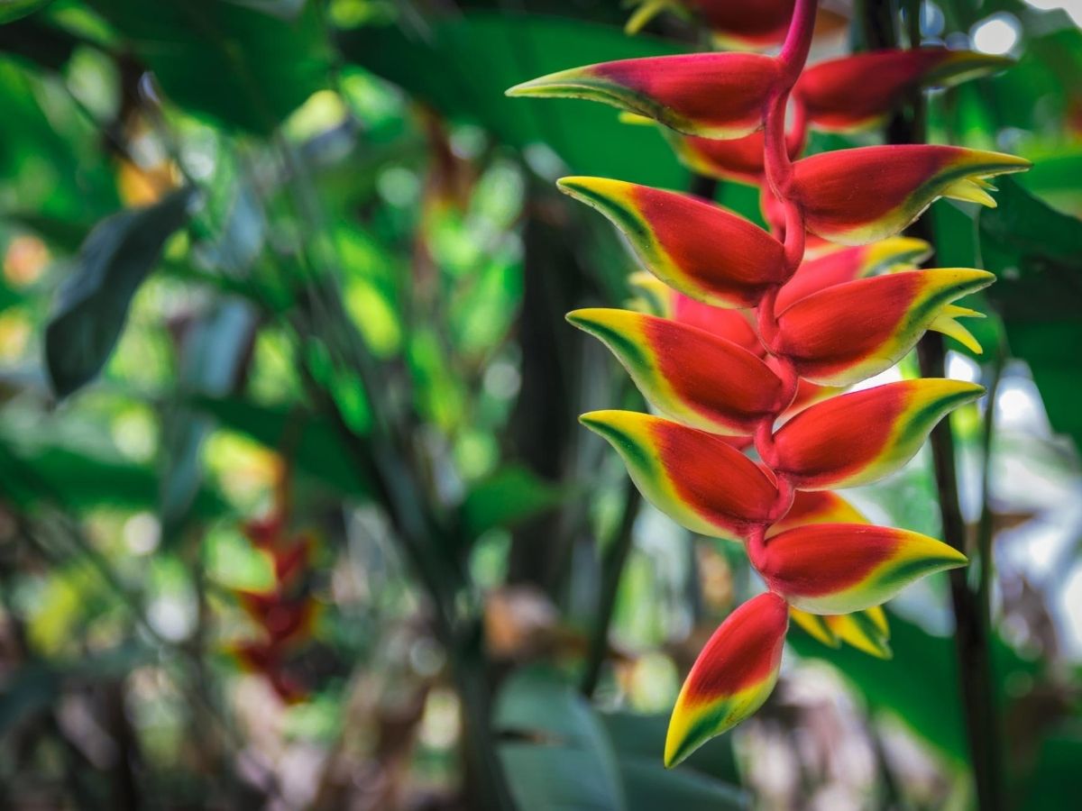 Heliconie Exot mit paradiesischer Blüte GartenFlora