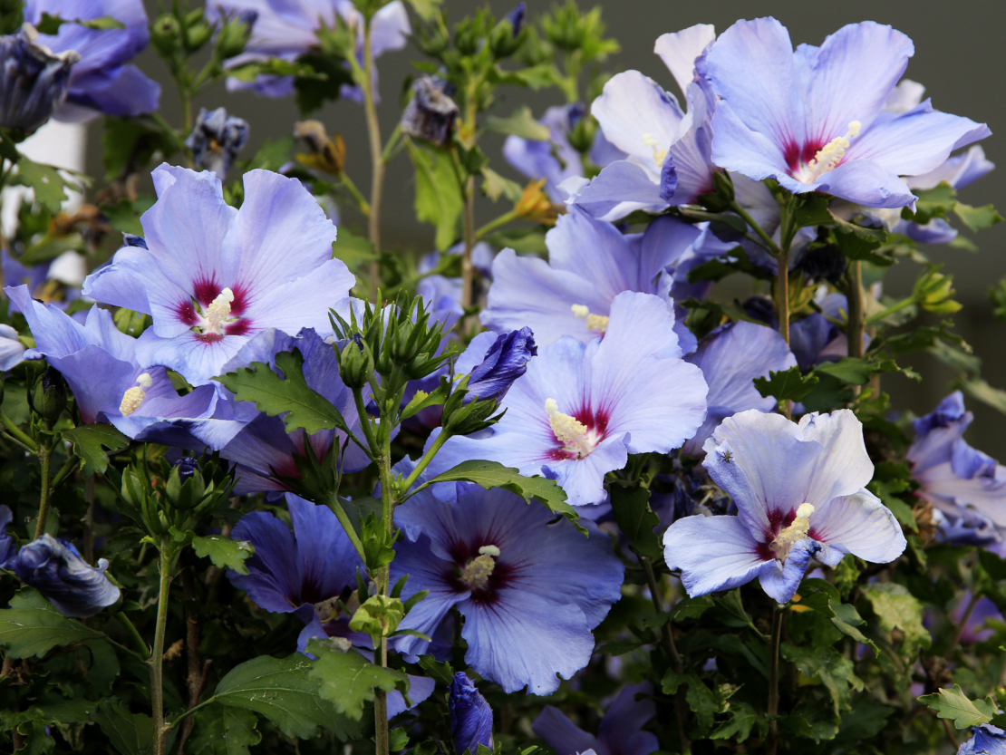 Hibiskus schneiden für gesunde und blühfreudige Sträucher GartenFlora