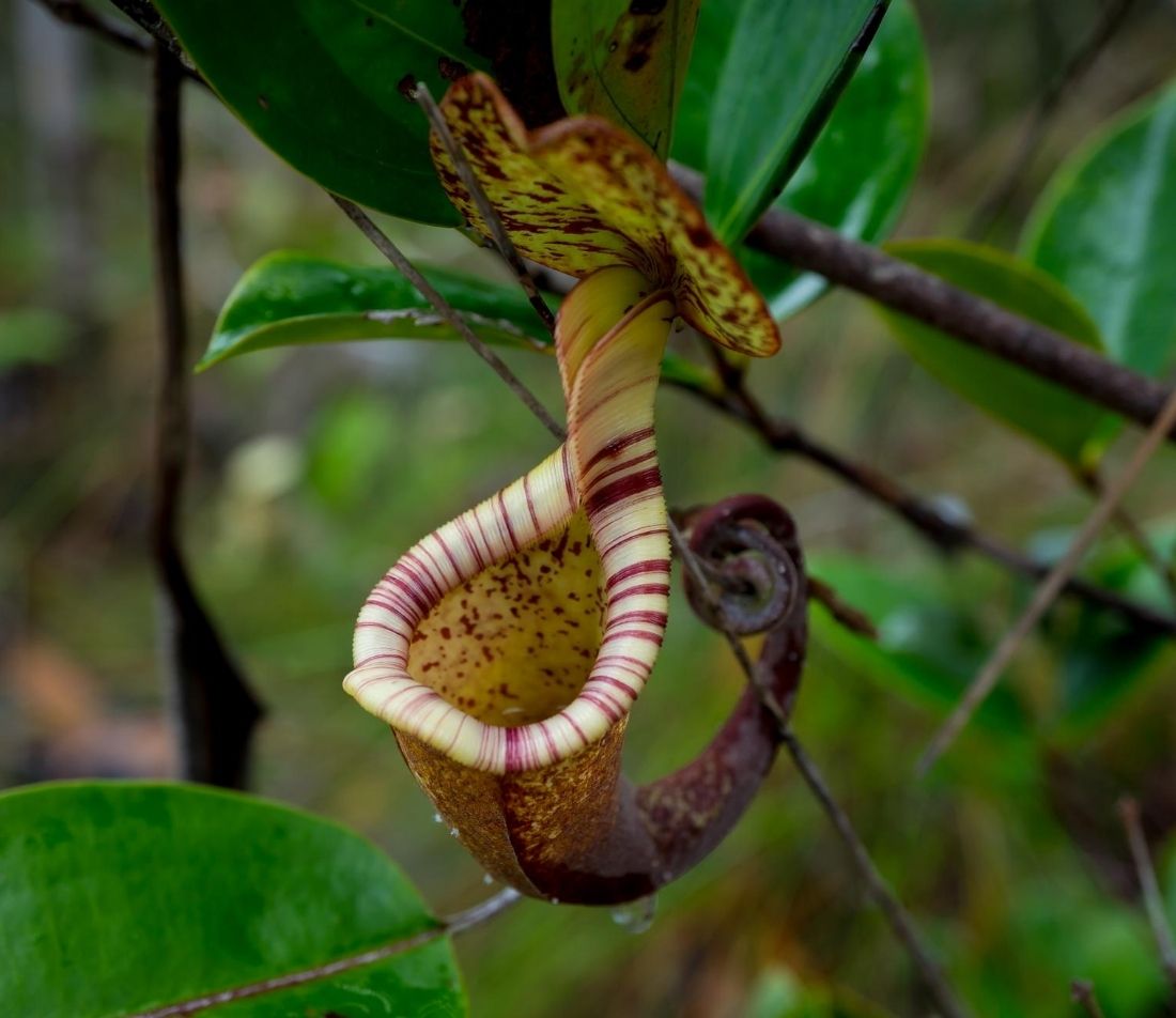 Kannenpflanze Foto: AdobeStock_AnSchieber