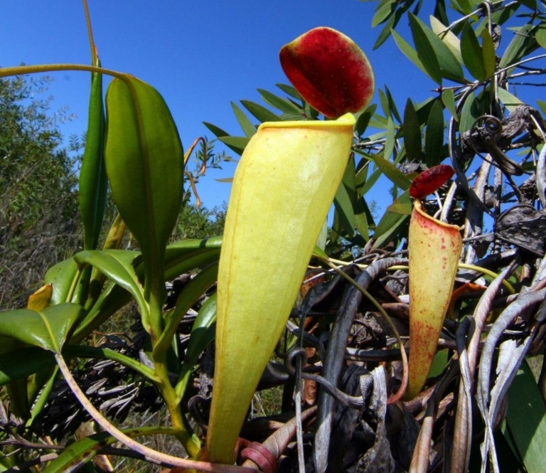 Kannenpflanze Pflanzung und Pflege der Karnivore GartenFlora