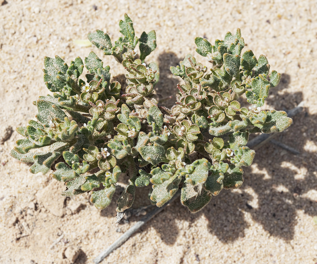 Die Echte Rose von Jericho blüht in der Sandwüste.