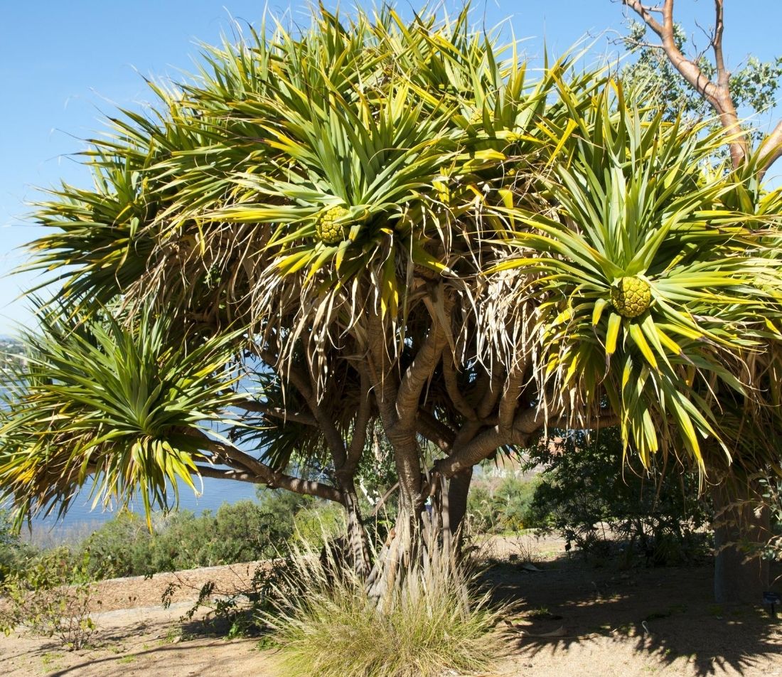 Schraubenbaum Foto: AdobeStock_Adwo