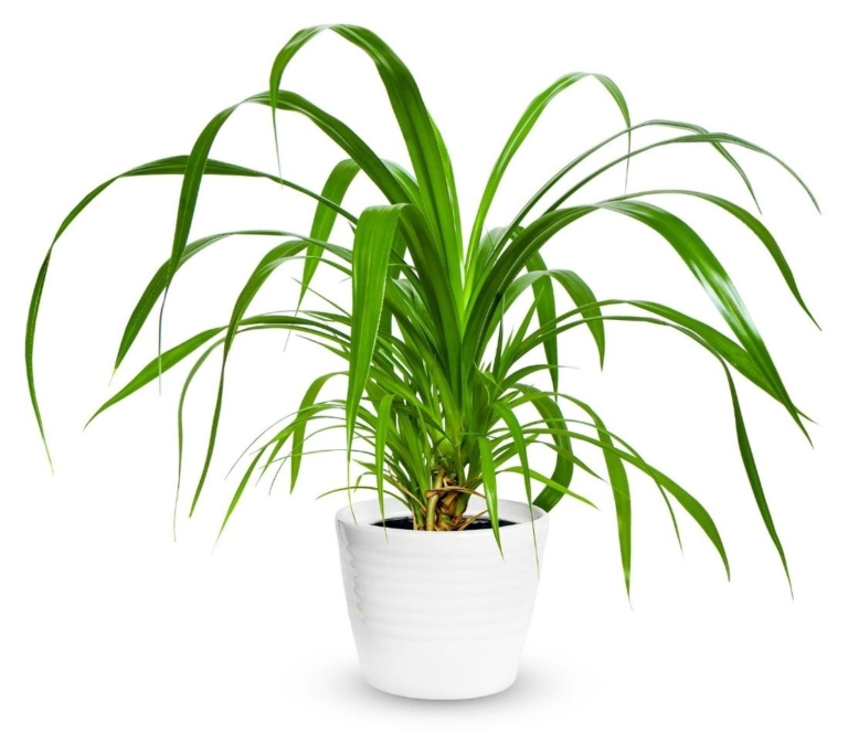 Schraubenbaum ein malerischer Wuchs GartenFlora