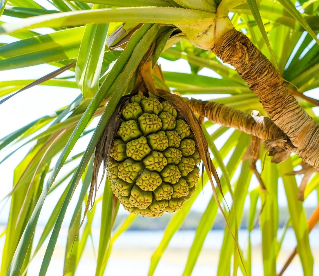 Schraubenbaum Foto: AdobeStock_Igor_Luschay