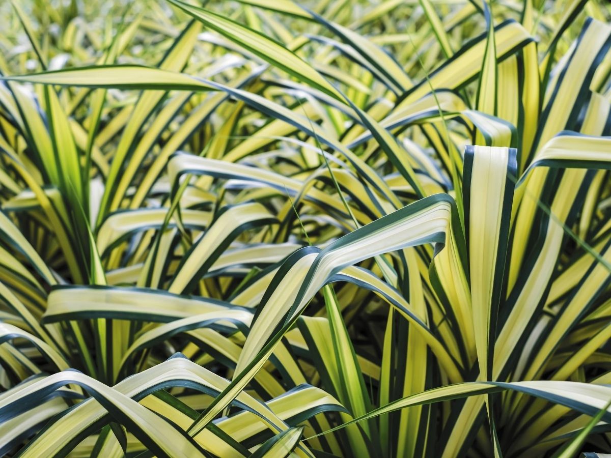 Schraubenbaum ein malerischer Wuchs GartenFlora