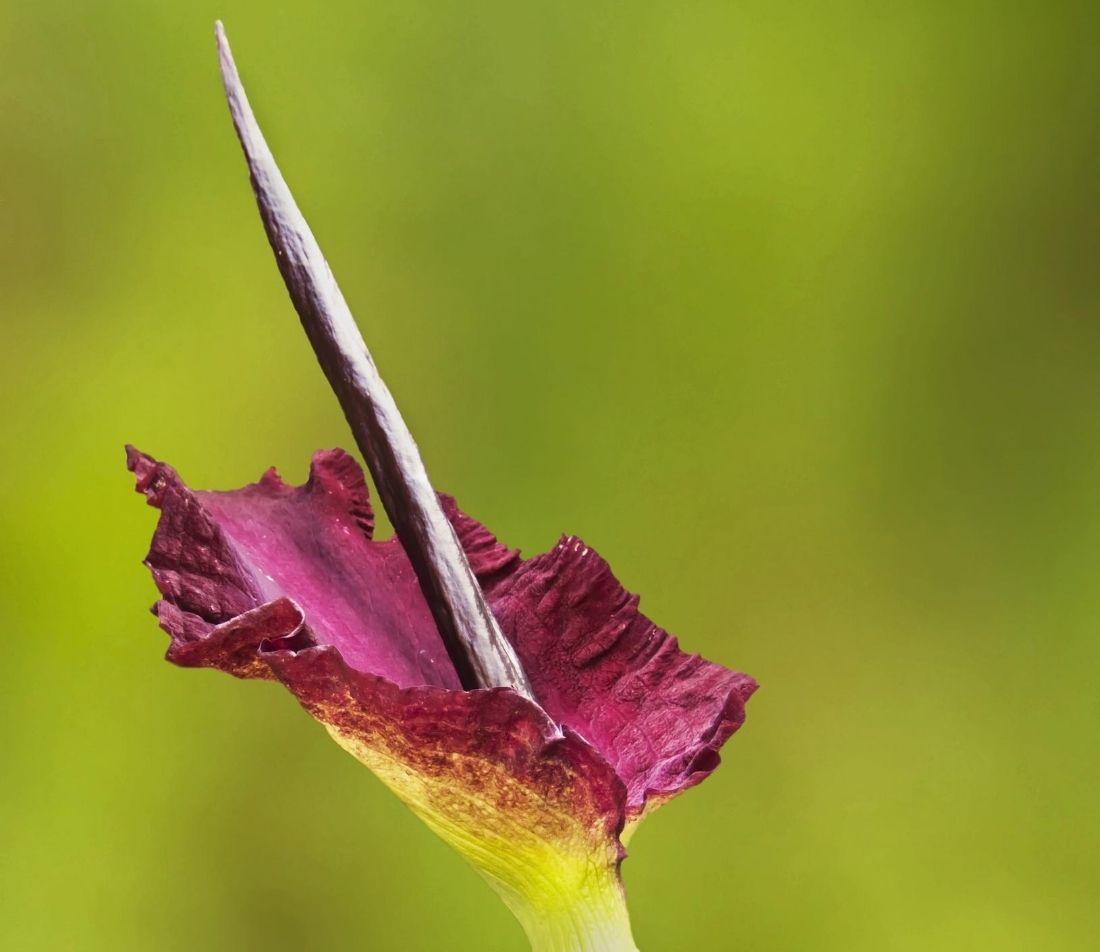 Teufelszunge Foto: AdobeStock_Konrad_Steininger