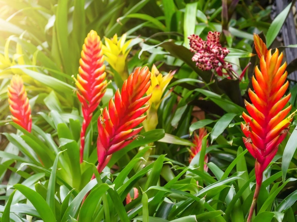 Vriesea farbenfrohe Zierpflanze aus den Tropen GartenFlora