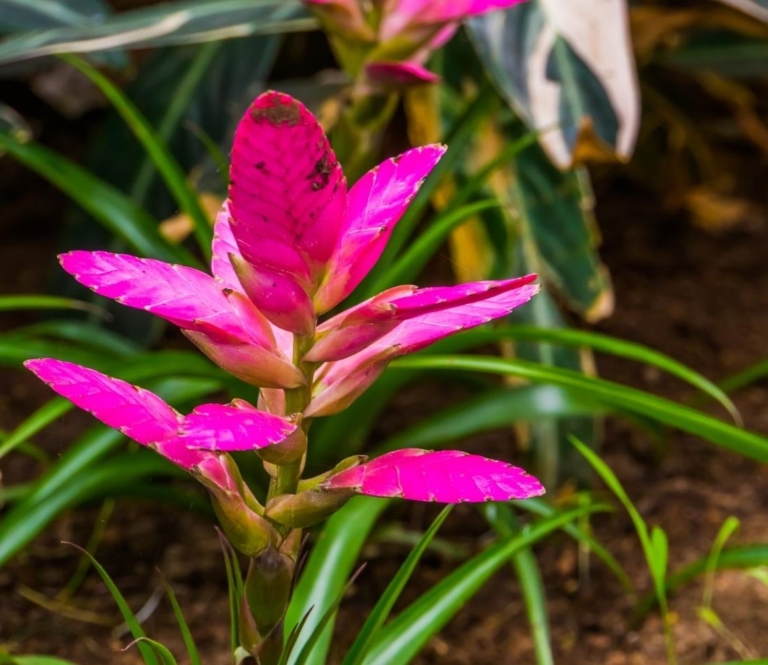 Vriesea farbenfrohe Zierpflanze aus den Tropen GartenFlora
