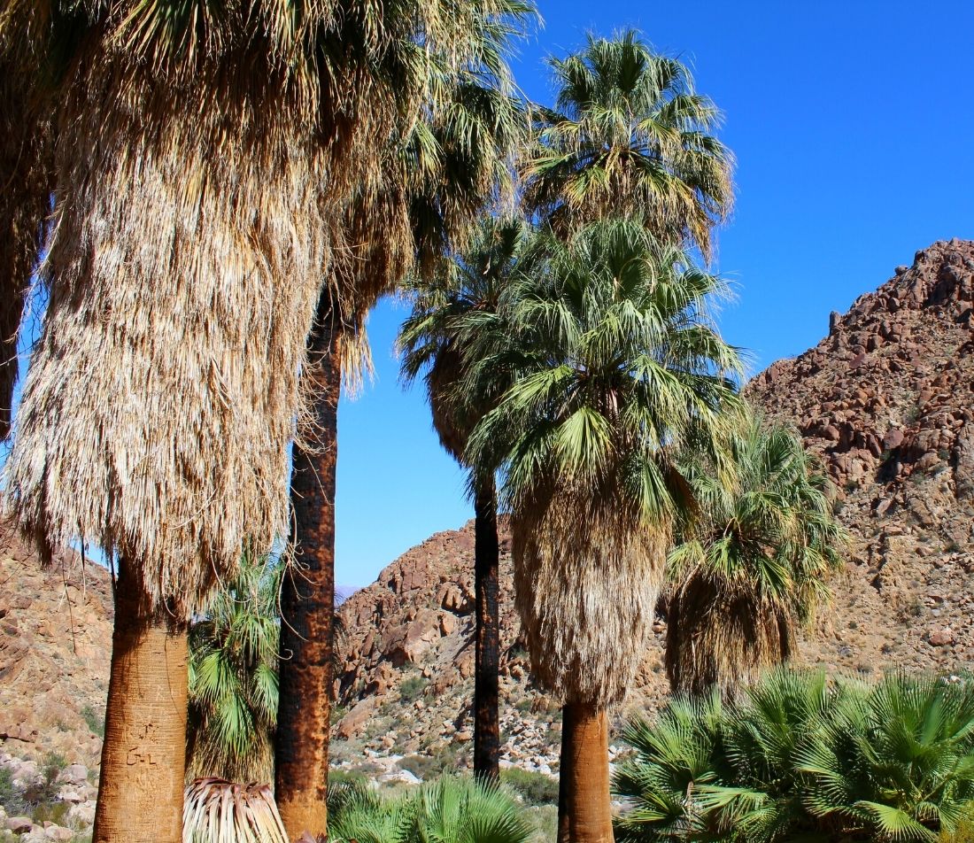 Washingtonpalme Foto: AdobeStock_John_Nakata