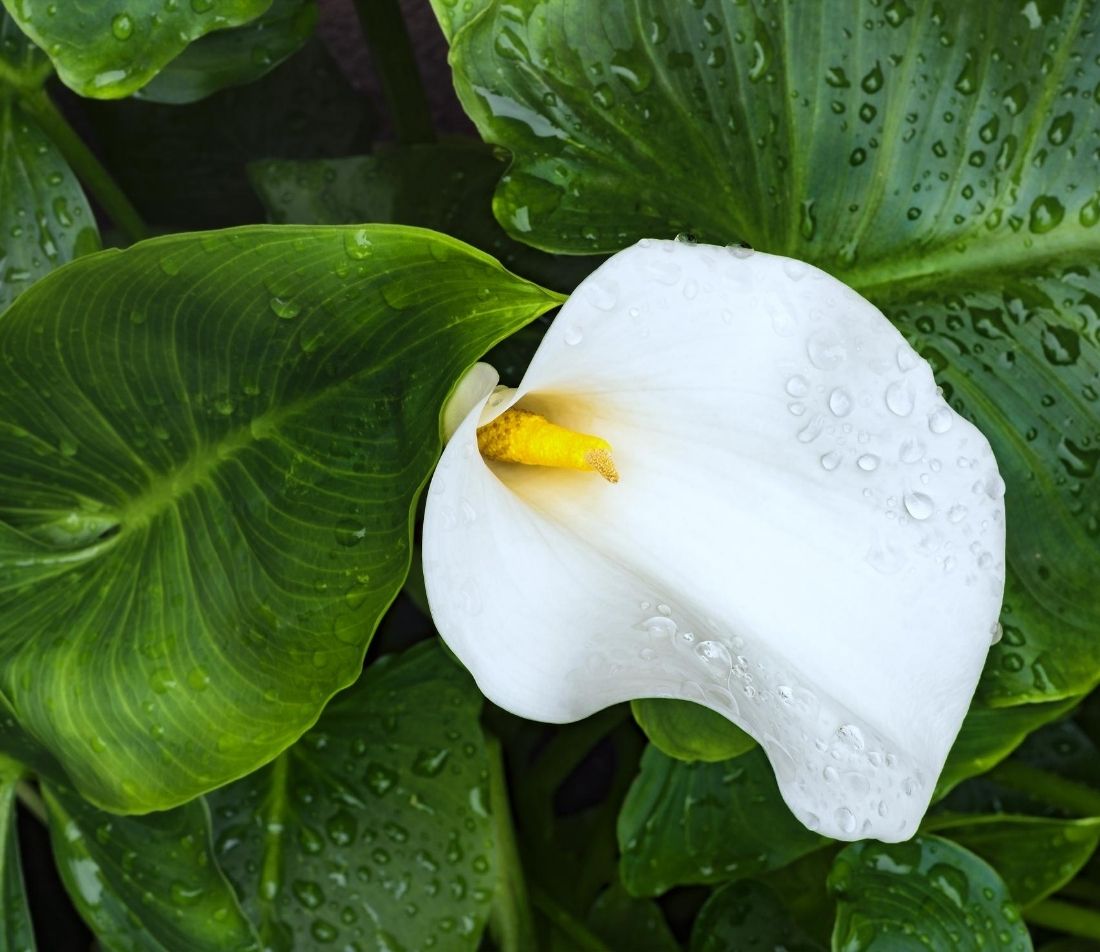 Zantedeschia elegante Topfpflanze GartenFlora