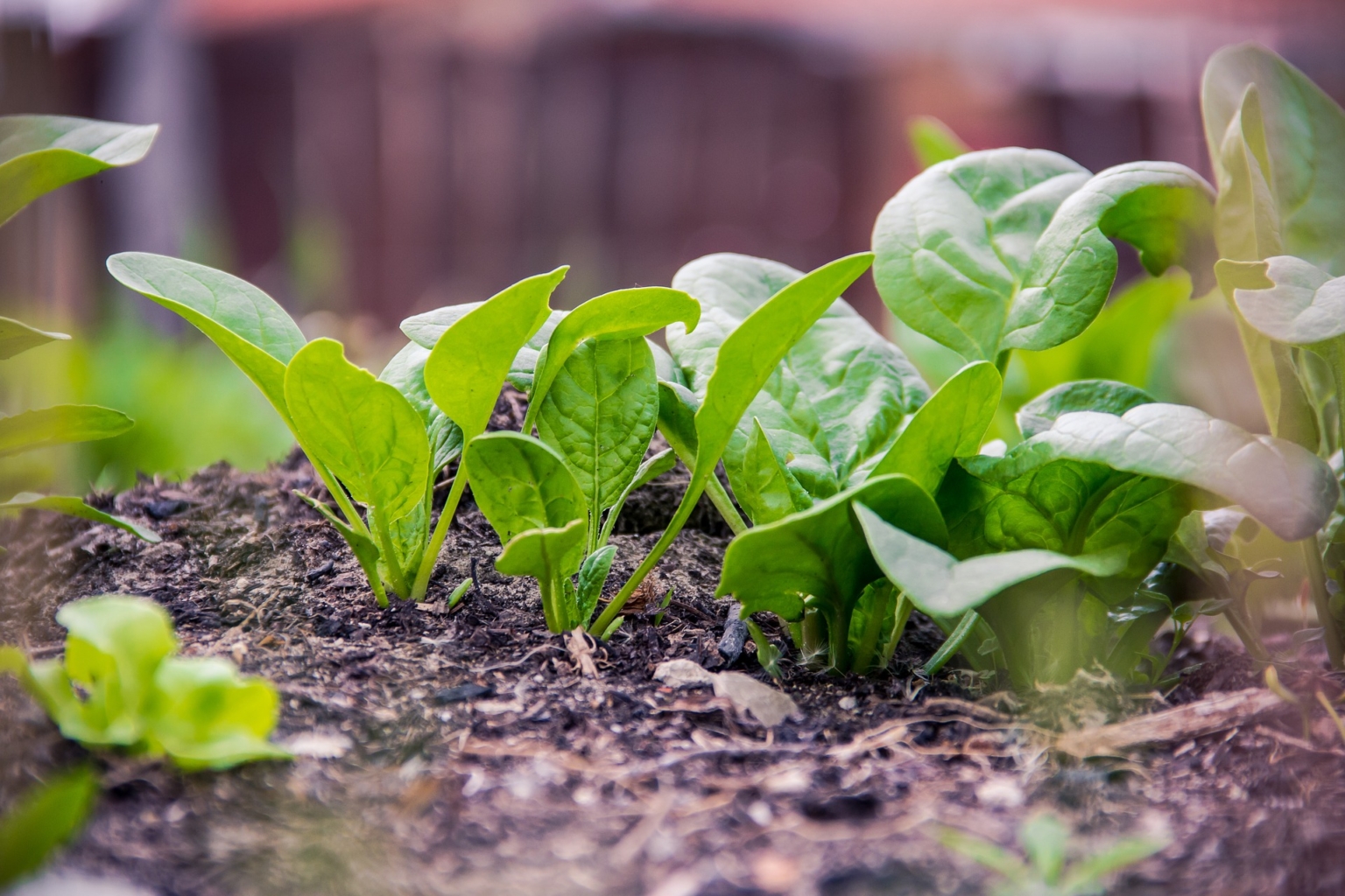 Spinat: Eine gute Zwischenfrucht | GartenFlora