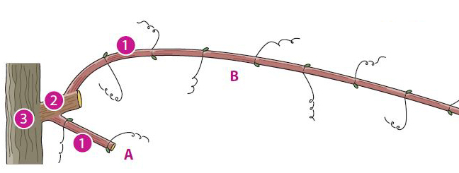 Weinreben schneiden: 1-2-3-Regel