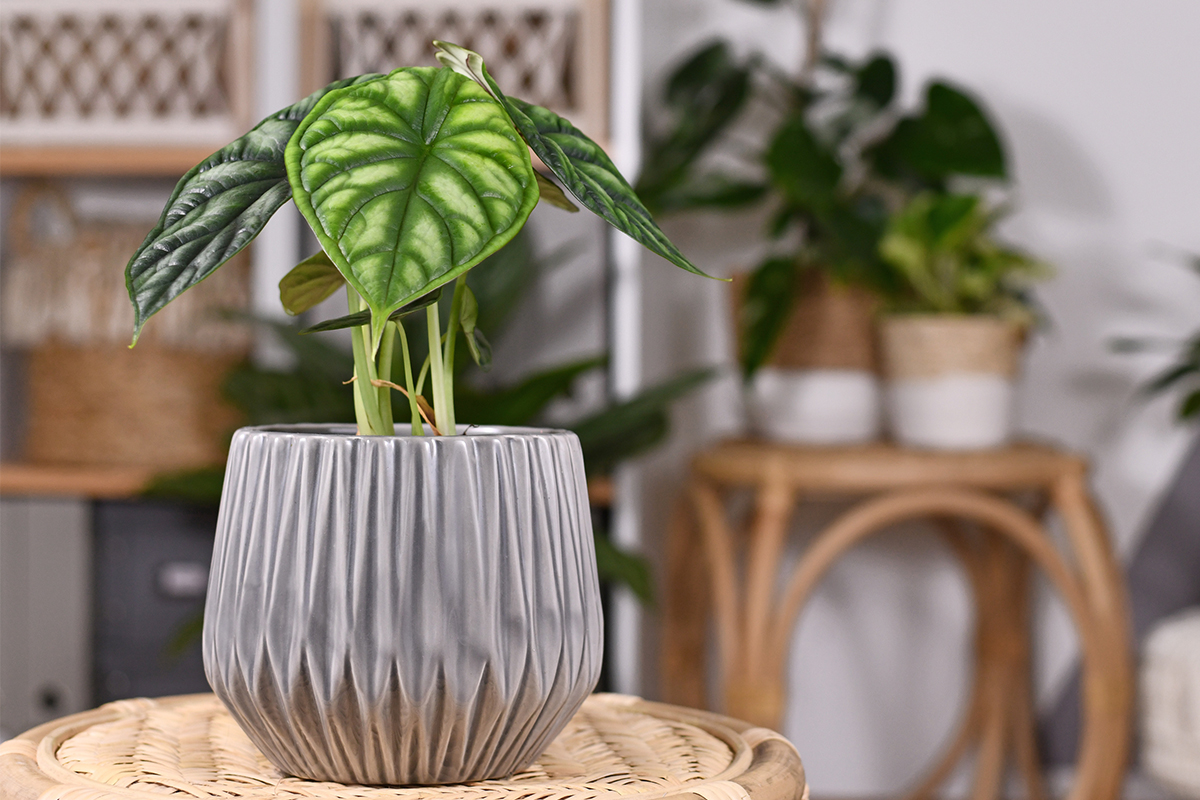 Alocasia steht in einem Topf in einem Wohnzimmer [Foto: AdobeStock_Firn]