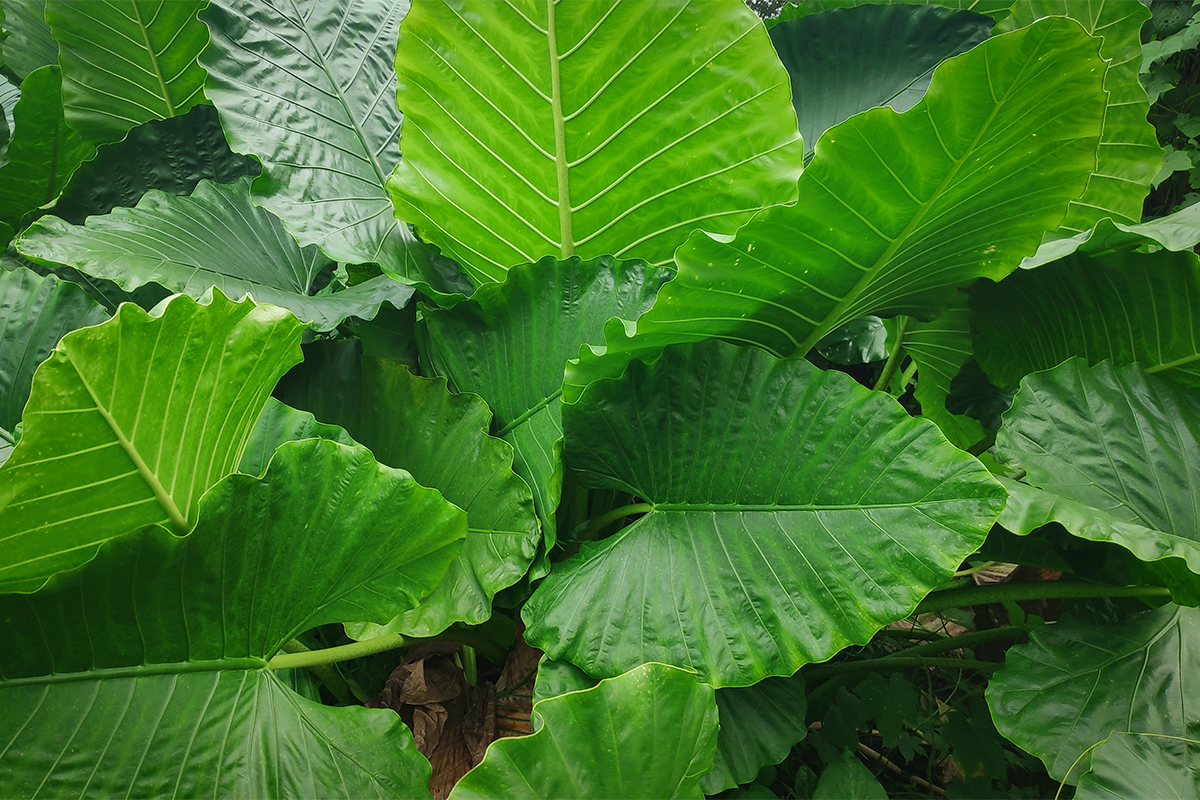 Alocasia in freier Natur [Foto: AdobeStock_Ibenk.88]