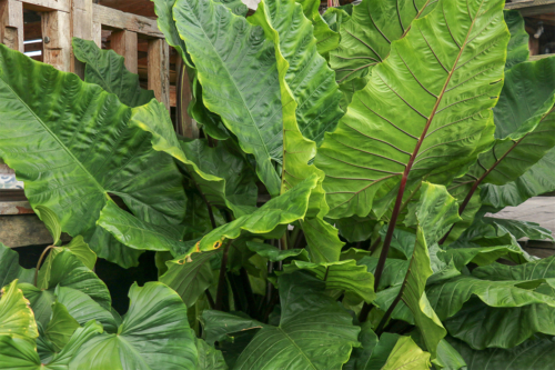 Alocasia wächst draußen in einem Garten auf Bali [Foto: AdobeStock_Karel]