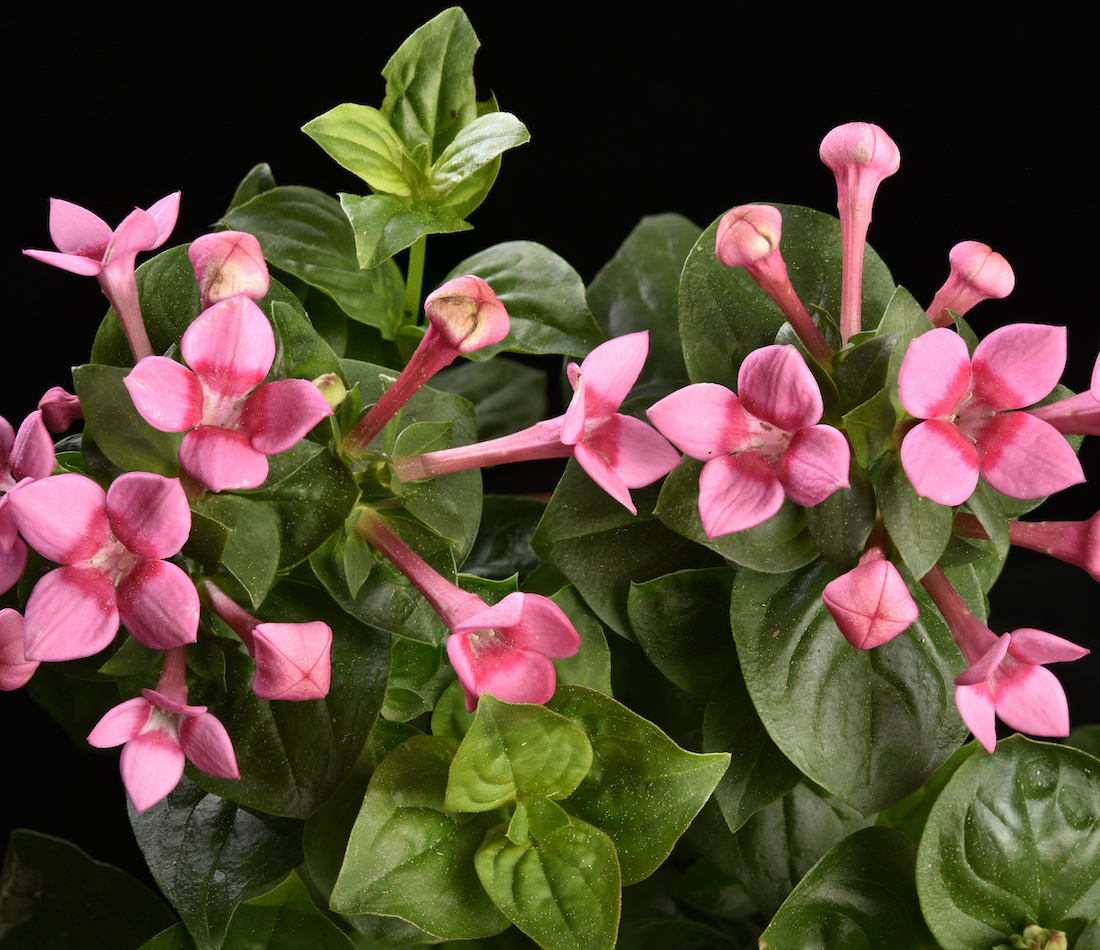 Pinke Blütensorte Foto: AdobeStock_PIXATERRA