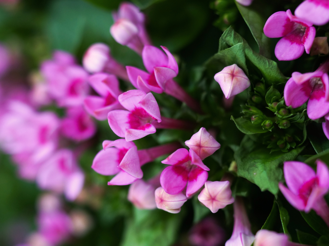 Bouvardie Zierpflanze mit duftenden Blüten GartenFlora