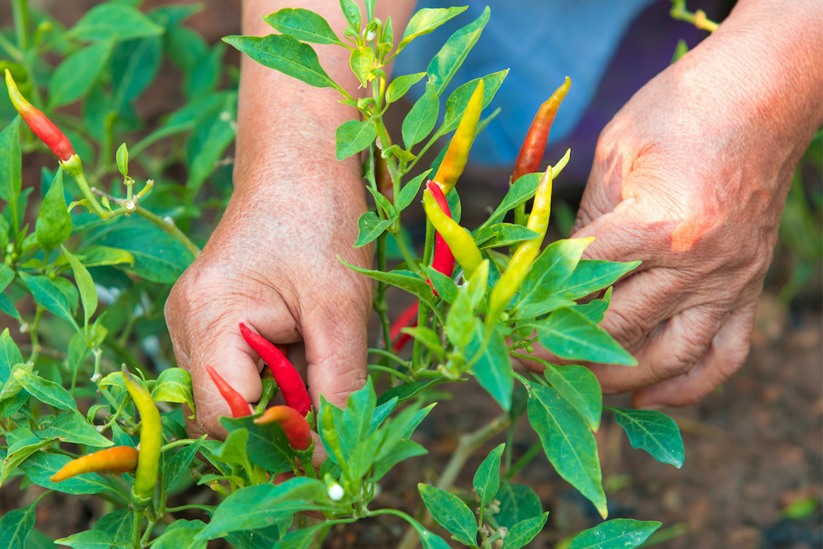 Chili-Rezept [Foto: AdobeStock_CStock]