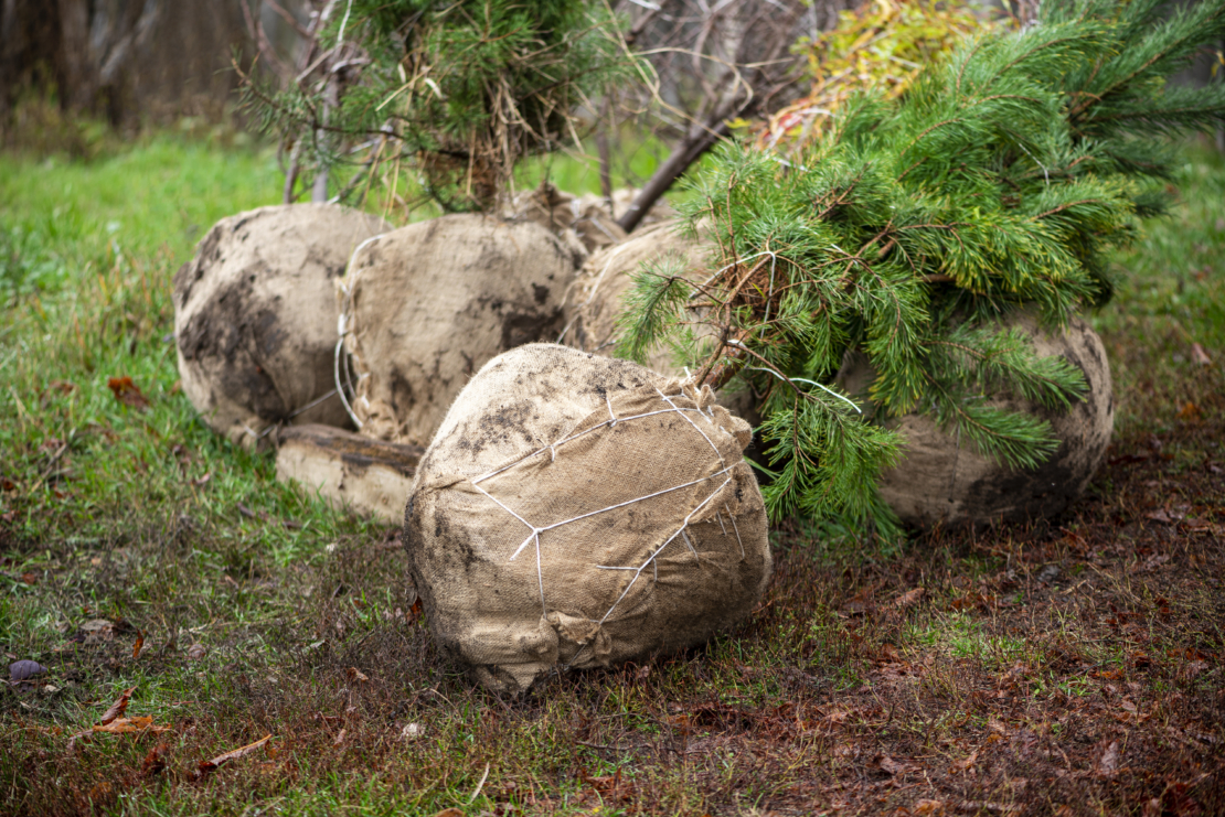 Garten im September – Kiefern mit Wurzelballen. Foto: AdobeStock_Светлана Монякова