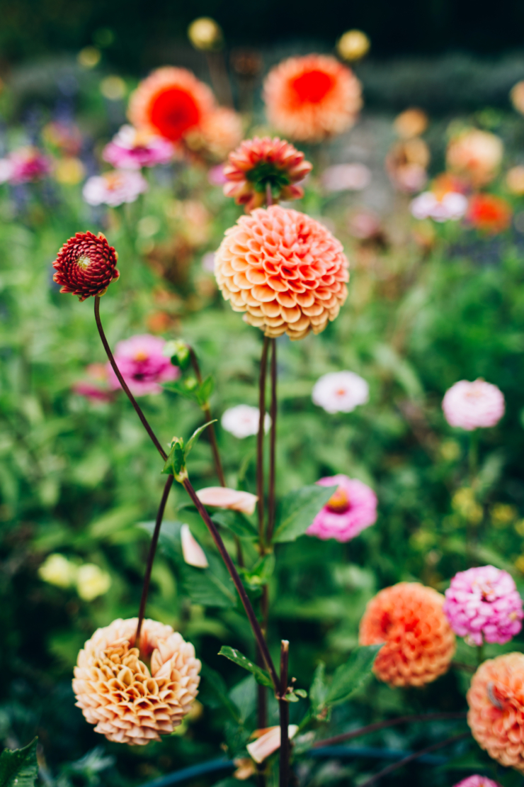 Garten im September. Bunt blühende Pompondahlien. Foto: AdobeStock_Gina Gorny