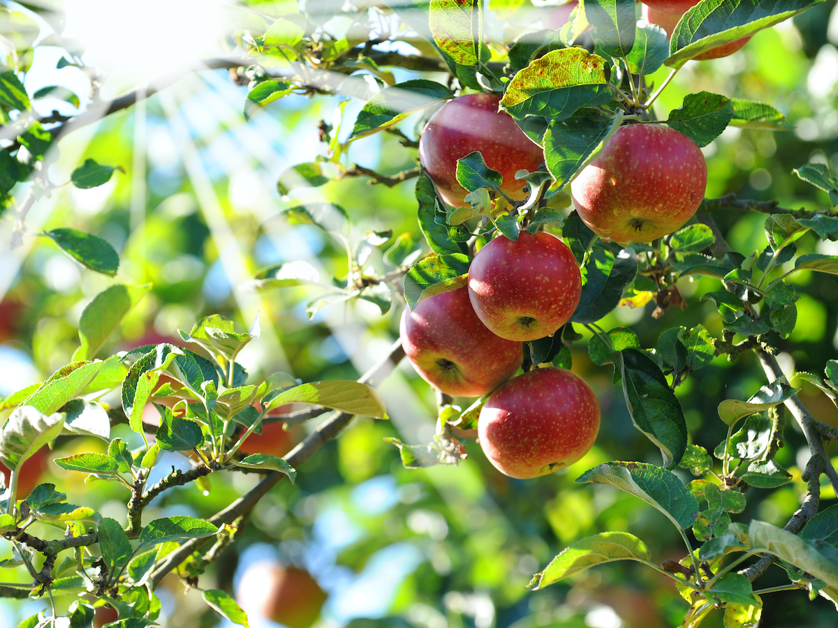 Hausbaum Apfelbaum Der ideale Hochstamm GartenFlora