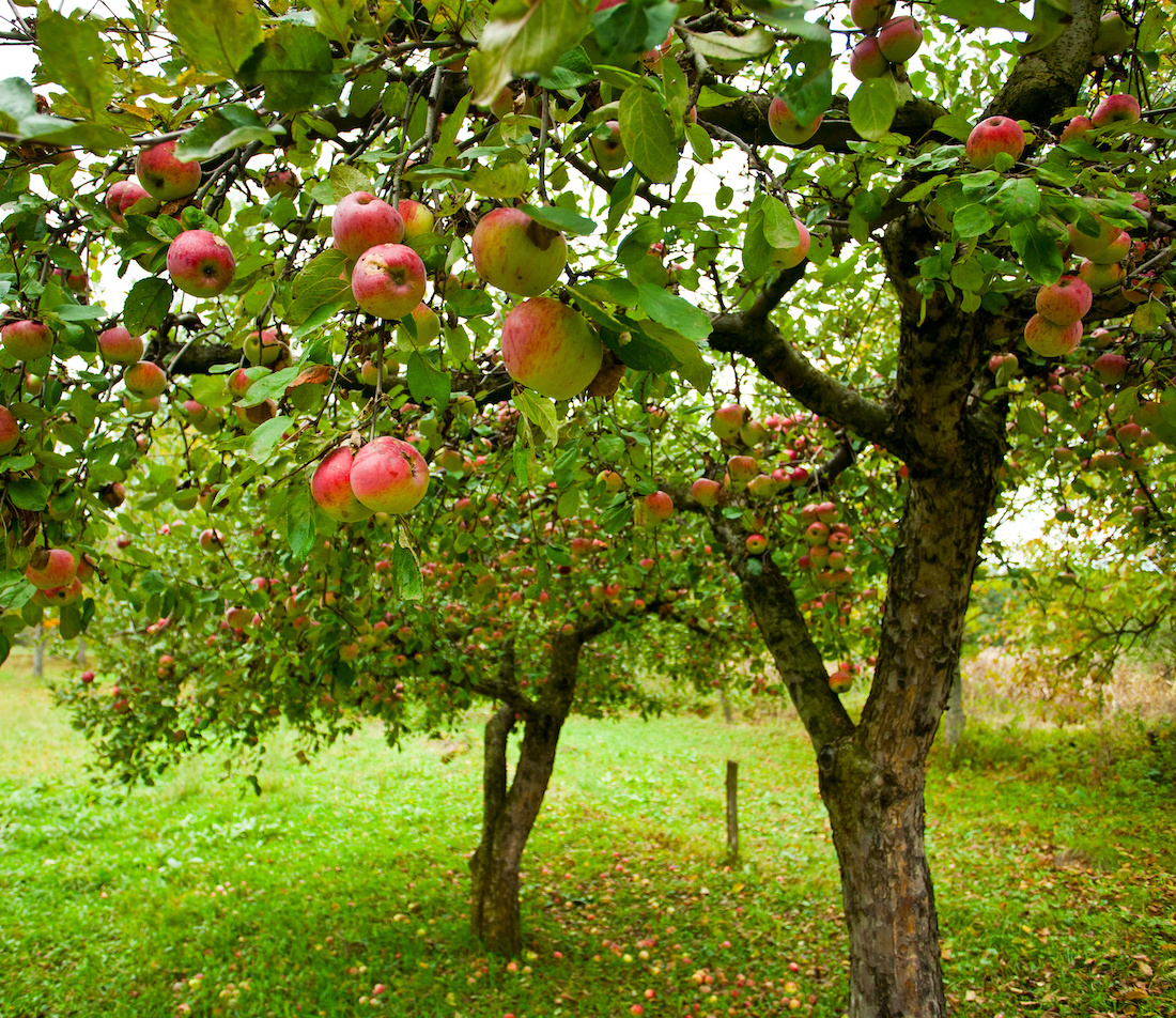 Hausbaum Apfelbaum Foto: AdobeStock_Xalanx