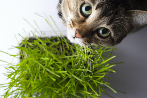 Katzengras Foto: AdobeStock_Pavel