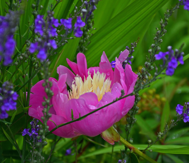 Pfingstrosen pflanzen prächtige Blüte fürs Beet GartenFlora