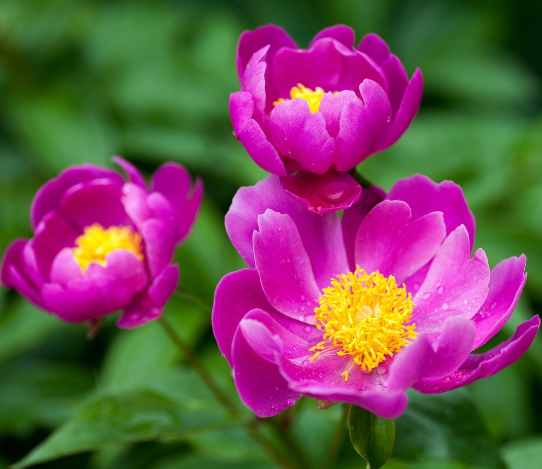 Pfingstrosen pflanzen prächtige Blüte fürs Beet GartenFlora