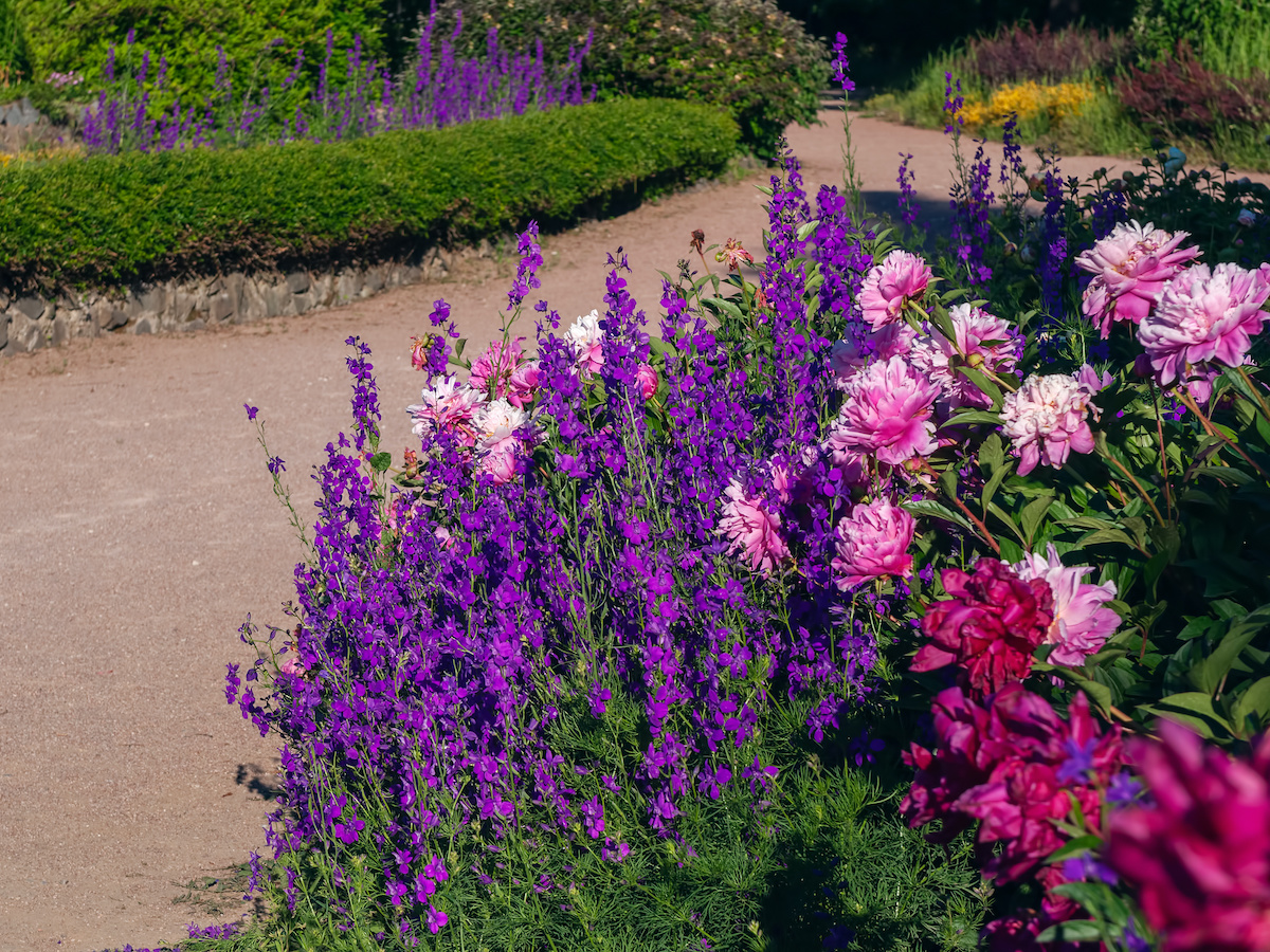 Pfingstrosen pflanzen prächtige Blüte fürs Beet GartenFlora