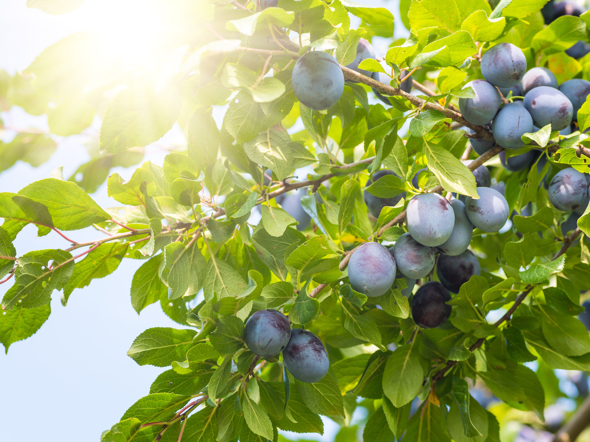 Pflaumenbaum die richtige Sorte für den eigenen Garten GartenFlora