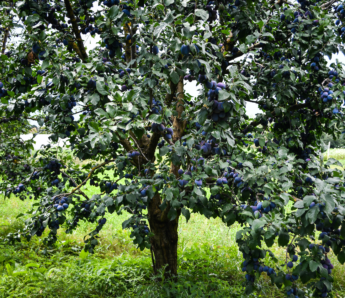 Pflaumenbaum Foto: AdobeStock_Darko