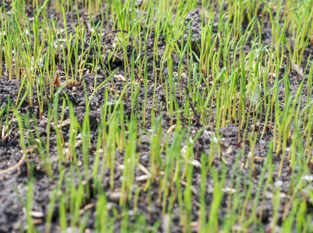 Frisch gekeimter Rasen Foto: AdobeStock_Ralf Geithe