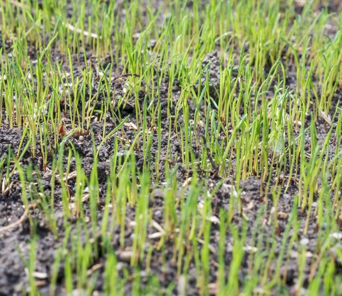Rasen säen vom Umgraben bis zum Bewässern GartenFlora