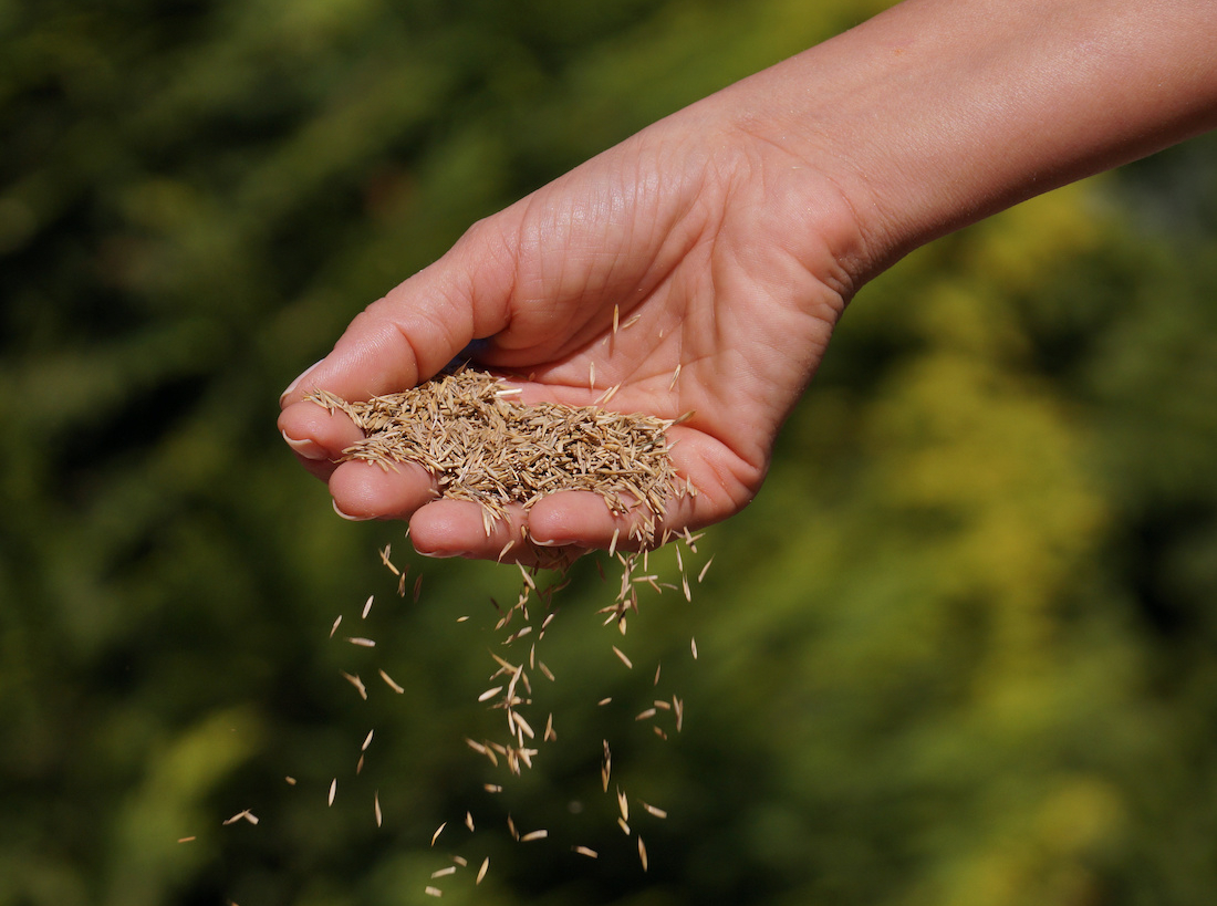 Grassamen locker mit der Hand verteilen Foto: AdobeStock_Wlodzimierz.