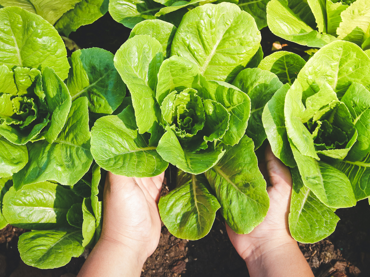 Salat pflanzen: Zeitpunkt & Vorgehen (mit Video-Anleitung) | GartenFlora