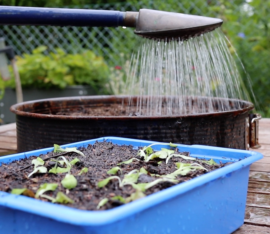 Salat pflanzen Zeitpunkt & (mit VideoAnleitung) GartenFlora
